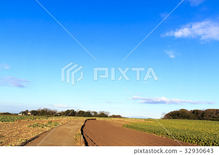 鄉村風景（神奈川縣，三浦，橫須賀，田野，冬季版） 32930643