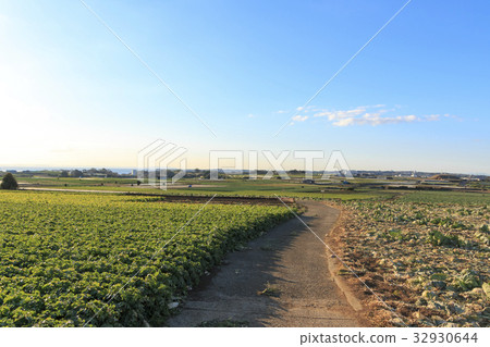 鄉村風景（神奈川縣，三浦，橫須賀，田野，冬季版） 32930644