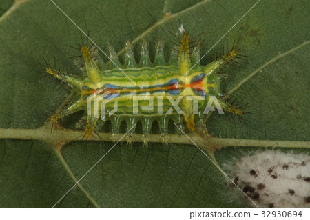 生物昆蟲與紅線的五顏六色的圖在後面中間 32930694