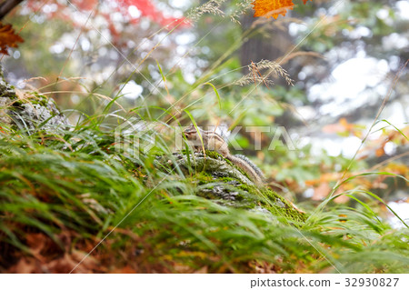 Squirrel, Soraksan, Gangwon-do, Korea Squirrel, Soraksan, Gangwon-do, Korea 32930827