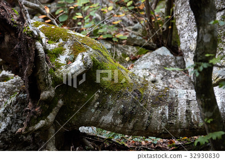 Elephant Tree, Soraksan, Gangwon-do, Korea 32930830
