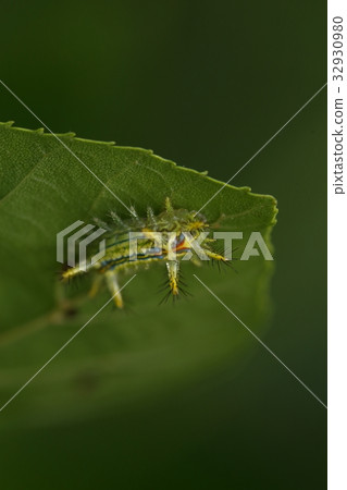 Creatures Insects Be careful because there are many around when you find one 32930980