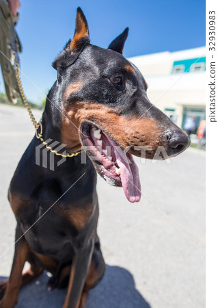 A portrait of a thoroughbred dog in nature 32930983