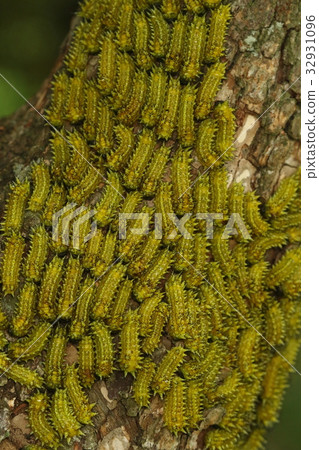 生物昆蟲Himekuroiraga,幼蟲。據說伊拉加的幼蟲常常蜂擁而至,但它來到這裡時卻很壯觀 生物昆蟲Himekuroiraga,幼蟲。據說伊拉加的幼蟲常常蜂擁而至,但它來到這裡時卻很壯觀 32931096
