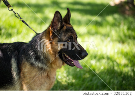 A portrait of a thoroughbred dog in nature 32931162