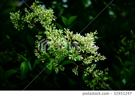 White flower of mouse mochi White flower of mouse mochi 32931247