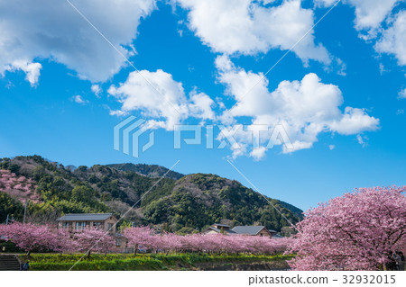 Kawazu Sakura Izu Kawazu Sakura Izu 32932015