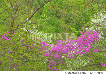 新鮮的綠色森林早晨 新鮮的綠色森林早晨 32932091