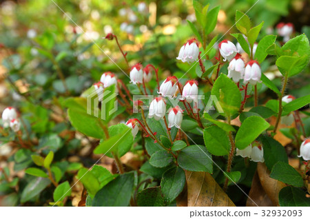 At Akamono Hakkai mountain trail 32932093