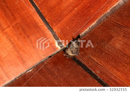 Bat on the wooden ceiling 32932555