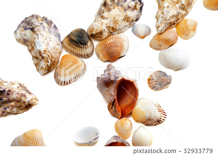 Various of seashells Various of seashells 32933779