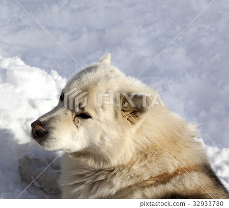 Dog resting on snow 32933780