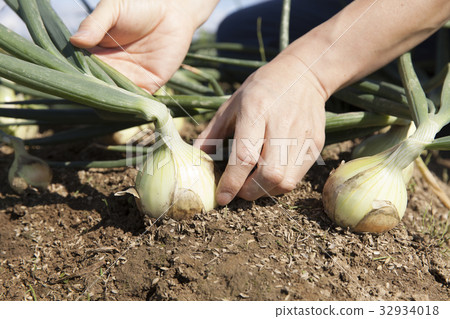 Onion harvest 32934018