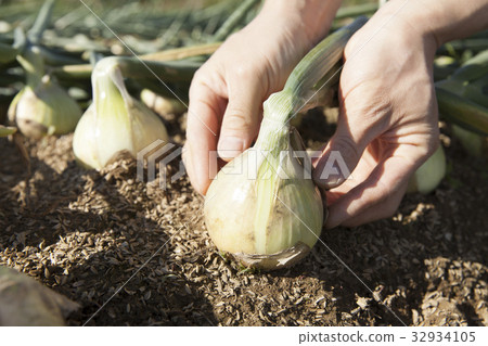Onion field 32934105