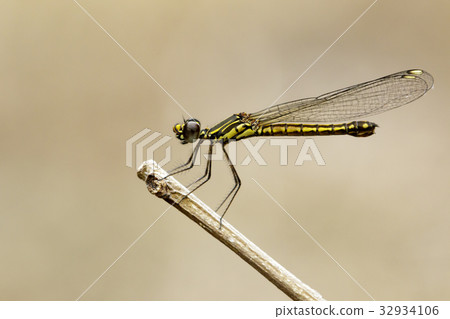 Image of Libellago lineata lineata dragonfly. Image of Libellago lineata lineata dragonfly. 32934106