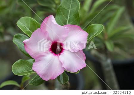 Image of a beautiful pink azalea flowers. 32934110