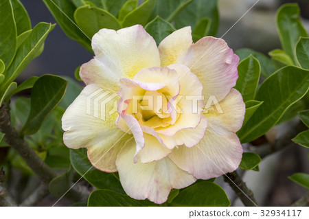 Image of a beautiful azalea flowers. 32934117