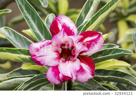 Image of a beautiful pink azalea flowers. 32934121
