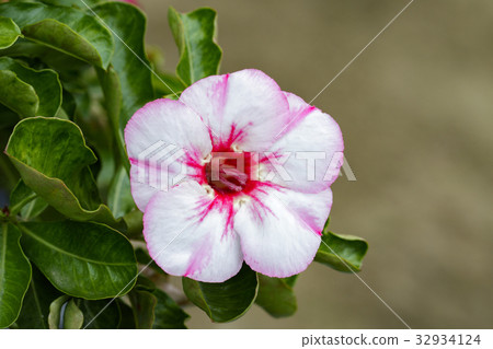 Image of a beautiful pink azalea flowers. 32934124