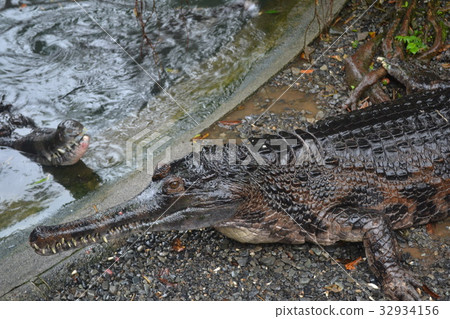 crocodile crocodile 32934156