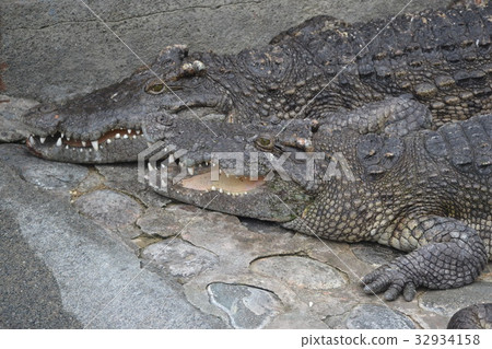 crocodile 32934158
