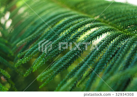 abstract background of Norfolk Island Pine Tree abstract background of Norfolk Island Pine Tree 32934308