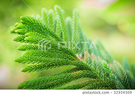 abstract background of Norfolk Island Pine Tree abstract background of Norfolk Island Pine Tree 32934309