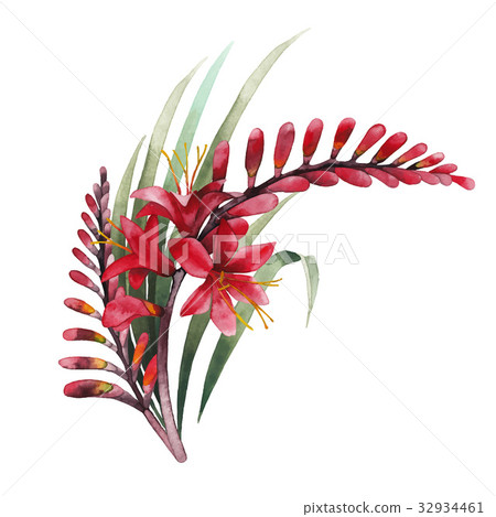 Watercolor crocosmia bouquet 32934461
