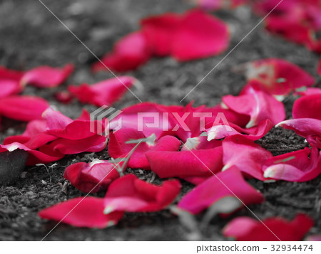 玫瑰散落 玫瑰散落 32934474