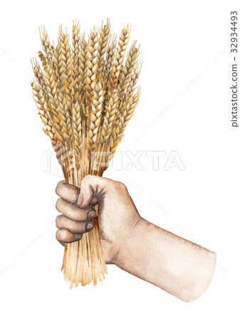 Watercolor hand with malt bunch Watercolor hand with malt bunch 32934493