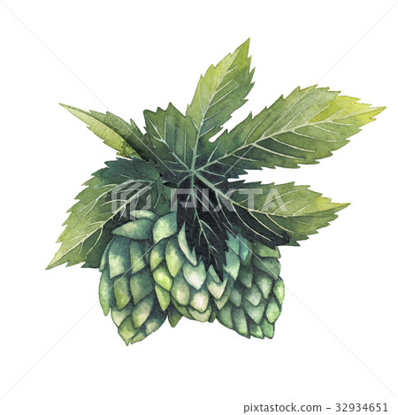 Watercolor hops on the branch 32934651