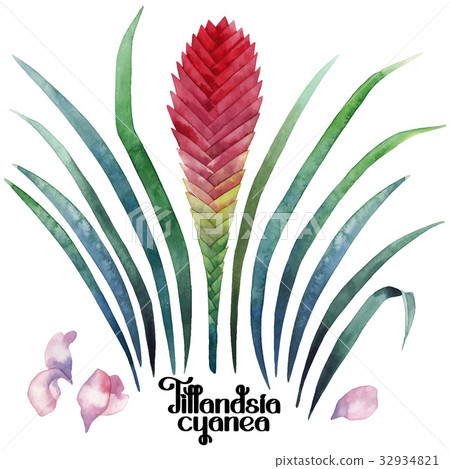 Watercolor tillandsia cyanea collection Watercolor tillandsia cyanea collection 32934821
