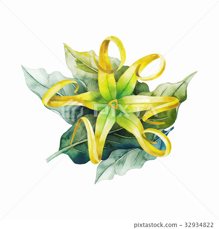 Watercolor ylang ylang Watercolor ylang ylang 32934822