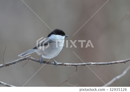 Willow tit 32935126