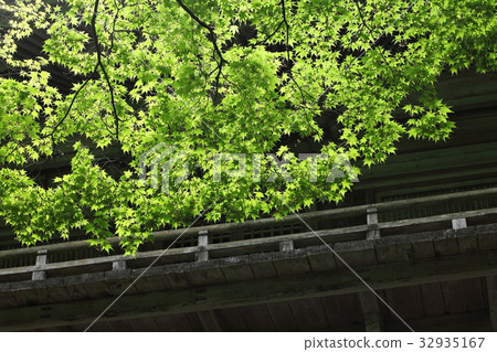 新鮮的綠色的Takagenji 32935167