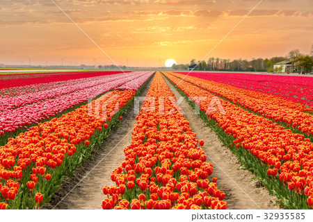 Landscape of tulips with sunlight in Netherlands.. Landscape of tulips with sunlight in Netherlands.. 32935585