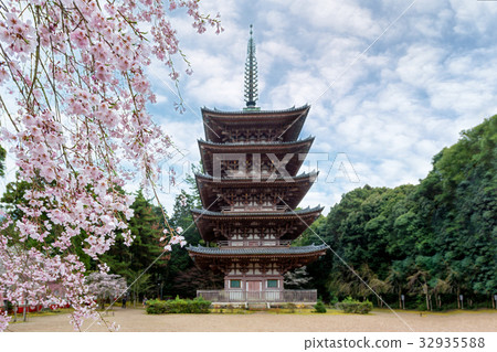 cherry blossom in Daigoji Temple in Kyoto, Japan cherry blossom in Daigoji Temple in Kyoto, Japan 32935588