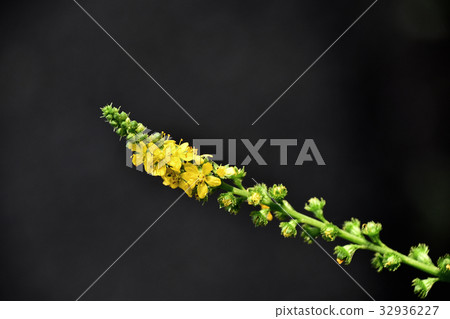 Kinmizuhiki (gold water draw) Kinmizuhiki (gold water draw) 32936227