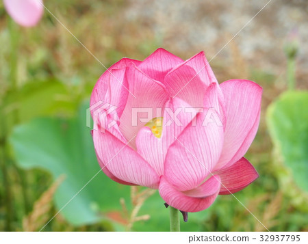 古蓮花 古蓮花 32937795