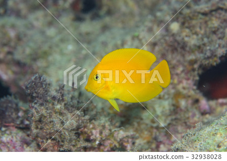 Kuroguchiniza Kuroguchiniza 32938028