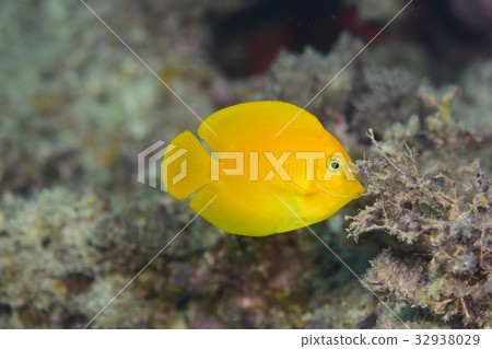 Kuroguchiniza Kuroguchiniza 32938029