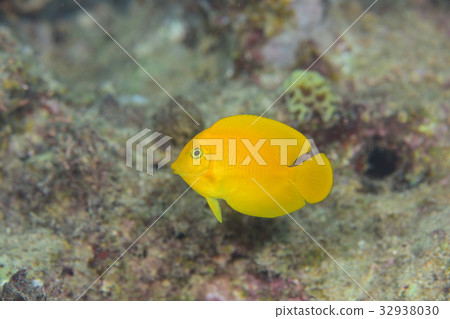 Crocinniza Crocinniza 32938030