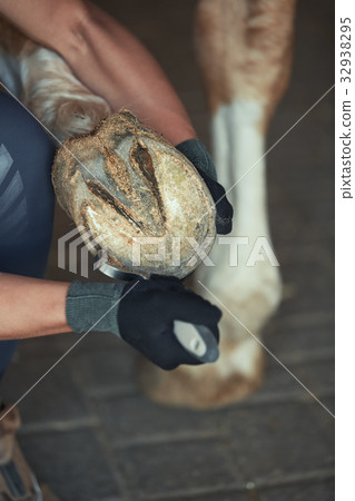Man cleaning horse hoof Man cleaning horse hoof 32938295