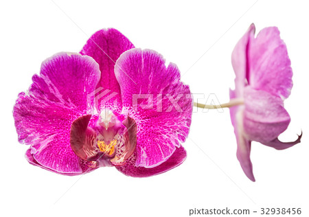 blooming beautiful violet orchid, phalaenopsis blooming beautiful violet orchid, phalaenopsis 32938456