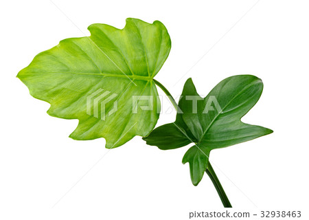 natural different jungle rain forest green leaves natural different jungle rain forest green leaves 32938463