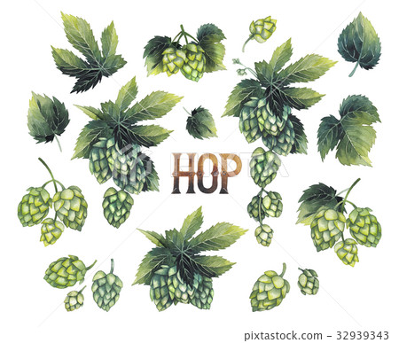 Watercolor hops collection 32939343