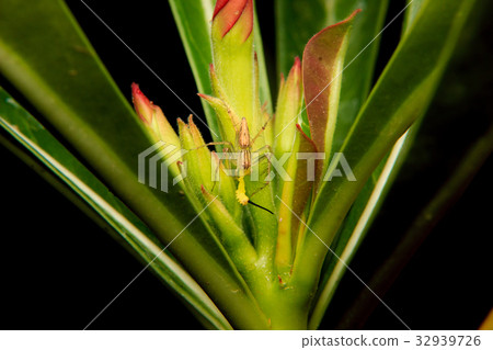 close up of a spider capturing a caterpillar 32939726