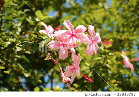 扶桑花,朱槿,花園,公園 32939792