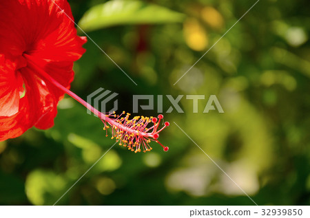 扶桑花,朱槿,公園,花園 扶桑花,朱槿,公園,花園 32939850