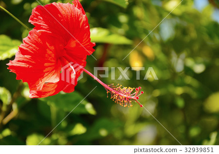 扶桑花,朱槿,公園,花園 32939851